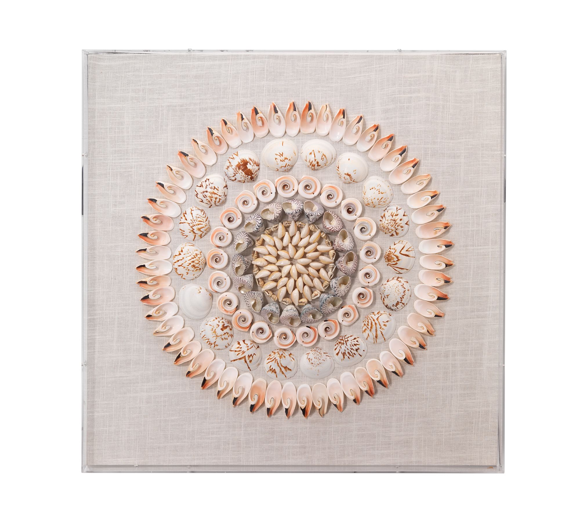 Cowrie Shell Shadow Box Wall Art