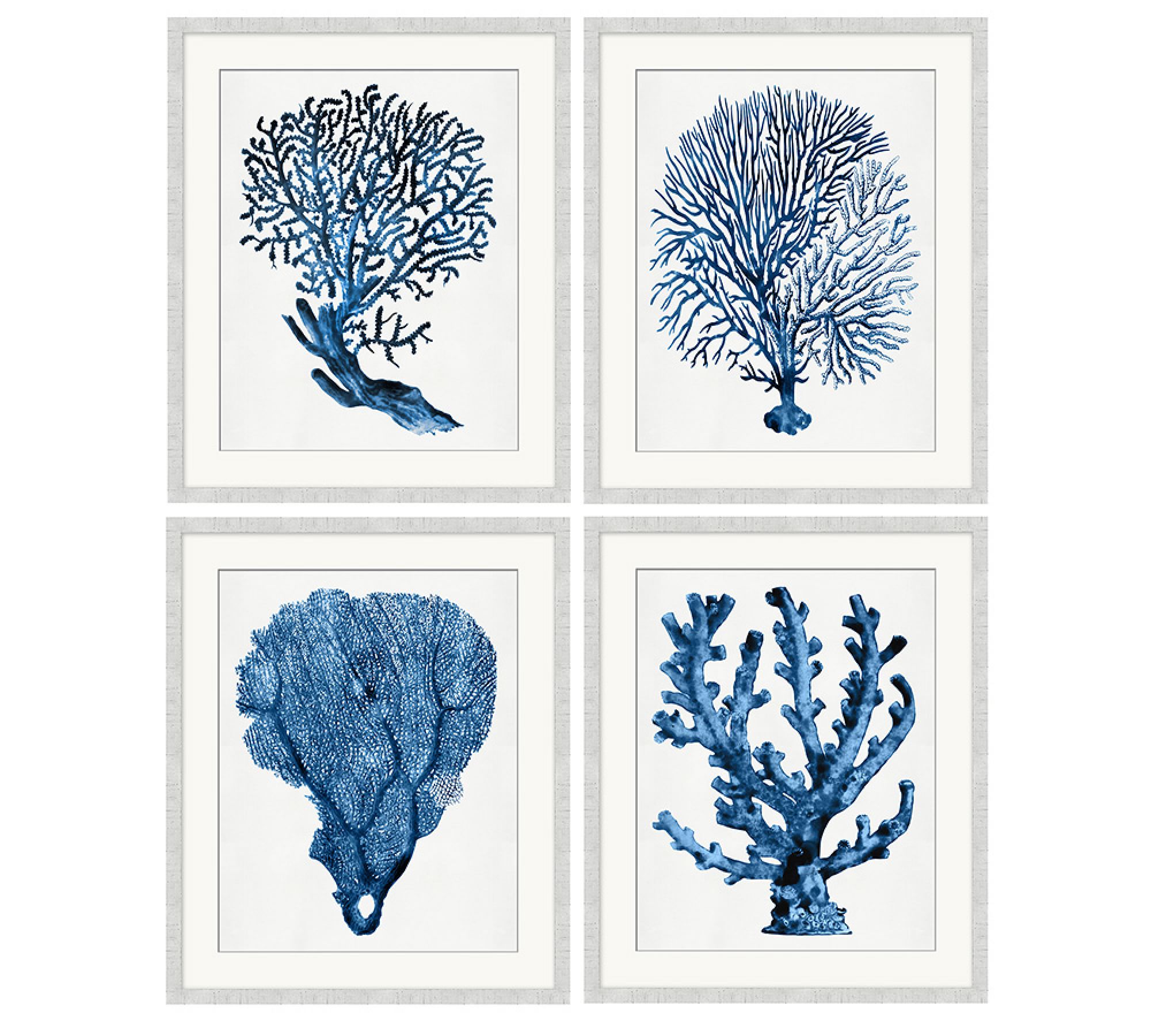 Coral in Blue Framed Prints