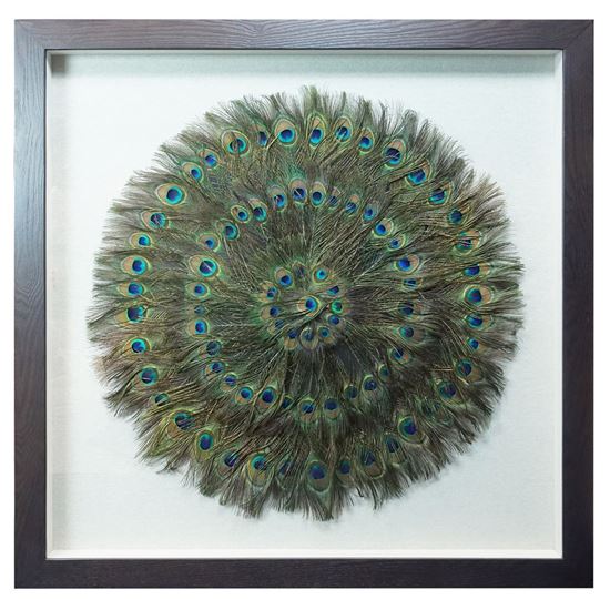 Peacock Feather Shadow Box Wall Décor